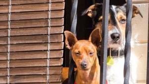 Dos gossos en un balcó. | EUROPA PRESS