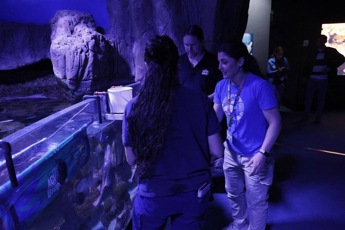 El trabajo de los profesionales del Acuario de Gijón, que alcanza sus 20 años de actividad, en imágenes.