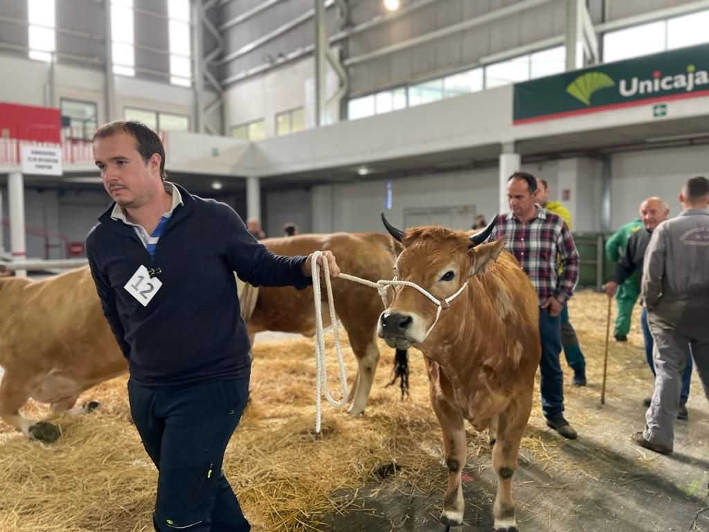 XVI Concurso Ganadero en Mieres.