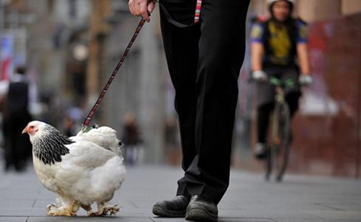 John Huntington, precursor del concepte ’gallines de ciutat’, al costat d’una de les seves mascotes a Sydney (Austràlia).