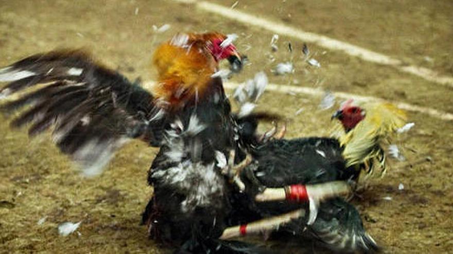 Una pelea de gallos.