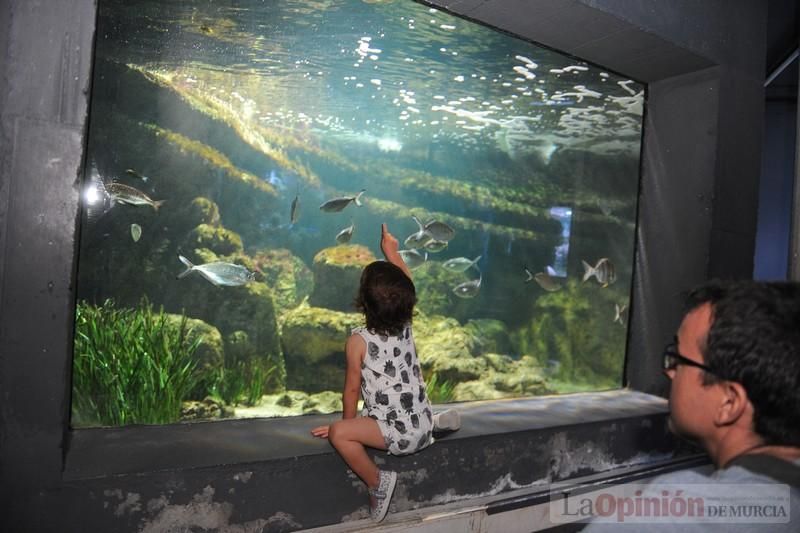 El acuario de la UMU albergará las especies emblemáticas del Mar Menor