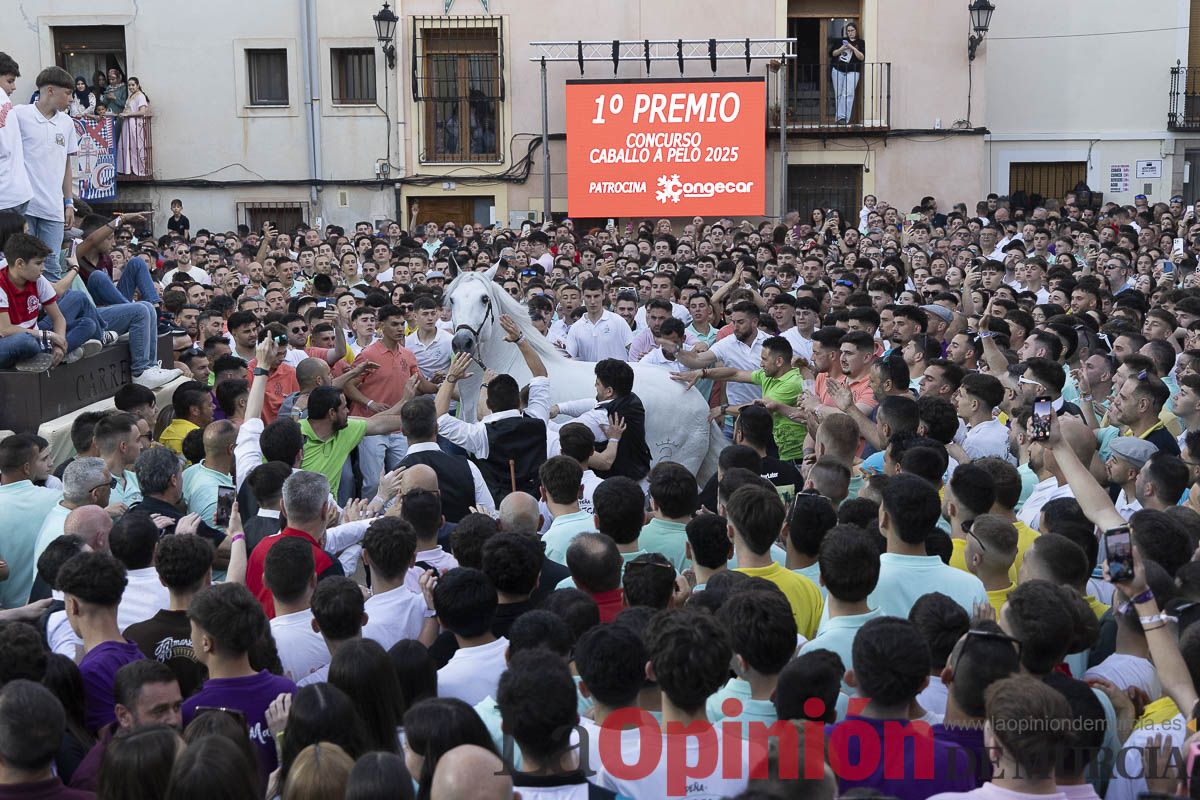 Fiestas de Caravaca | Entrega de premios del concurso morfológico