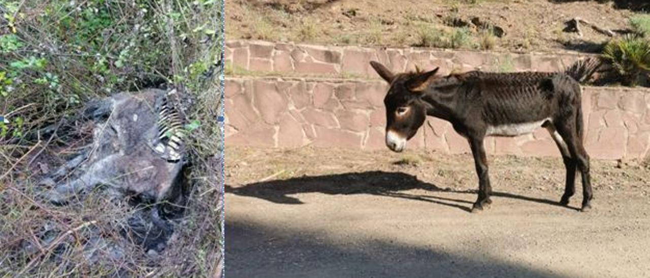 Imagen de uno de los burros hallados muertos en el Desert de les Palmes y otro con graves síntomas de lo que parece ser desnutrición.