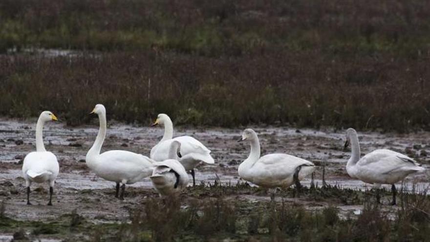 cisne cantor. Un bando de siete aves permanece en la ría desde hace casi un mes. Su origen más probable es Islandia.