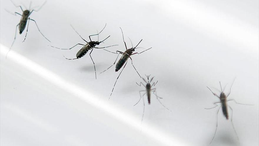 Afectados de chikungunya en España tres turistas islandeses