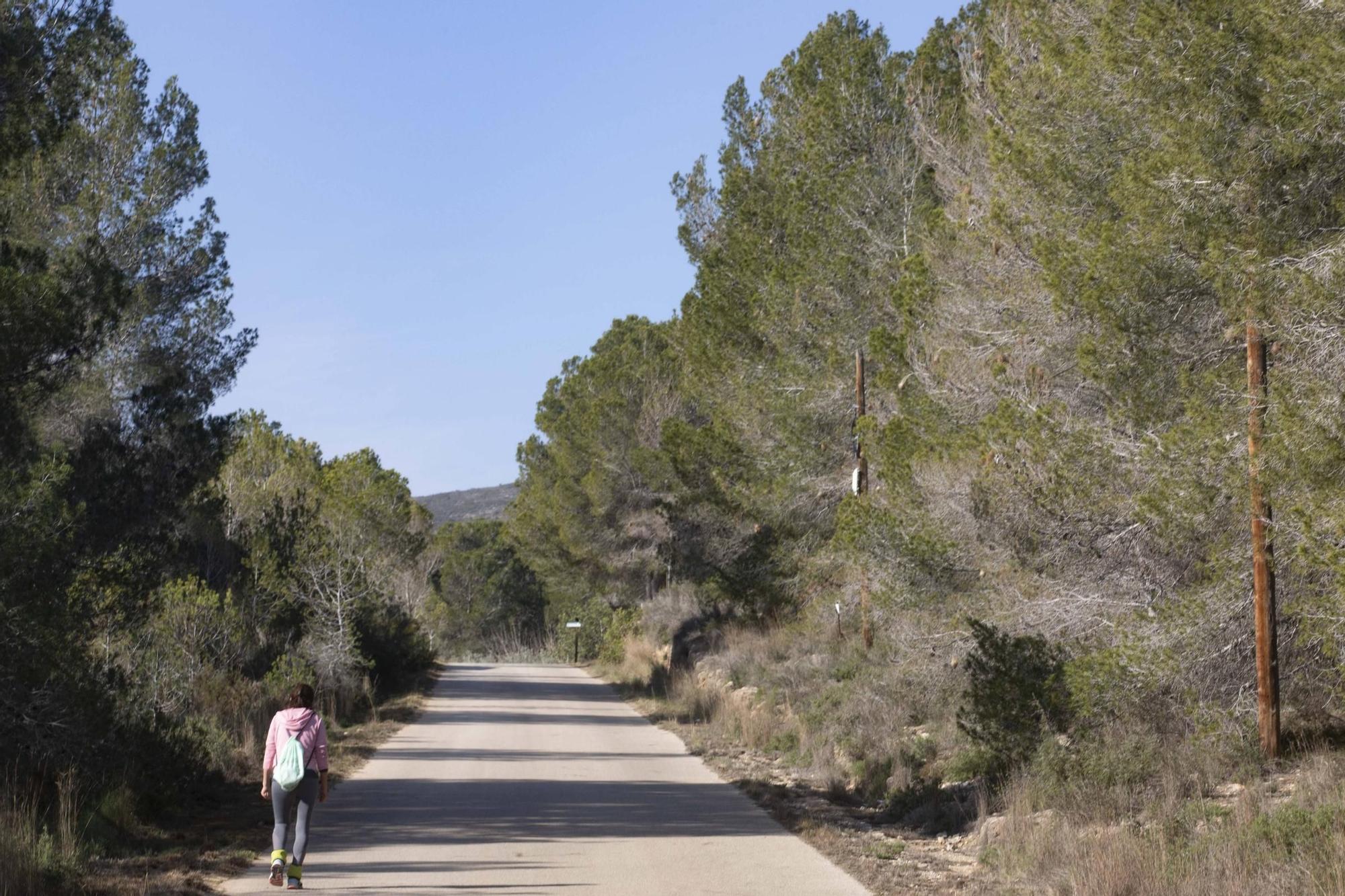 La procesionaria, una plaga que se expande en las zonas naturales