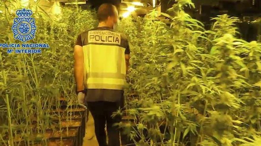 Diese Marihuana-Plantage wurde entdeckt.