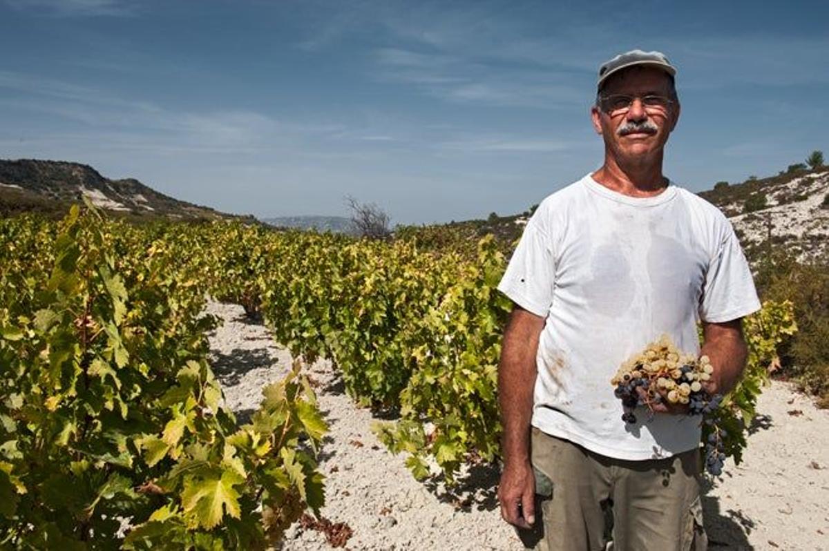 Imágenes de los viñedos de Chipre.
