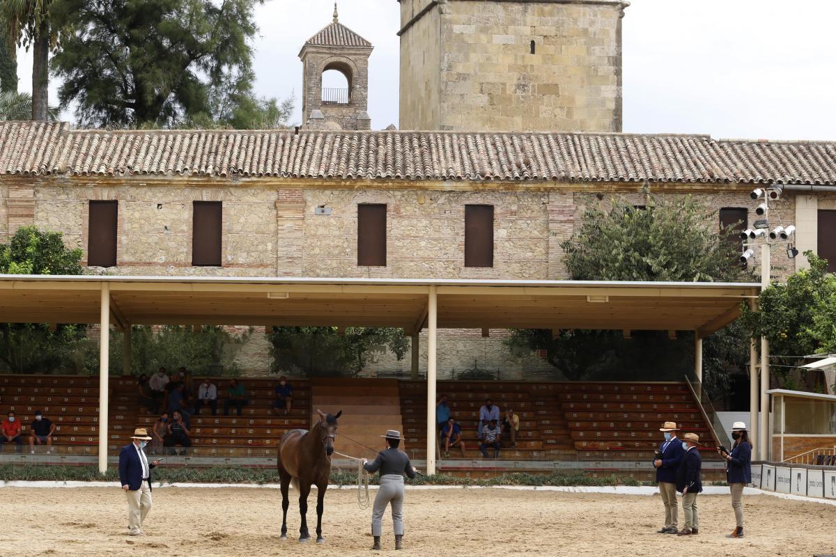 Primer día de Cabalcor y del concurso morfológico