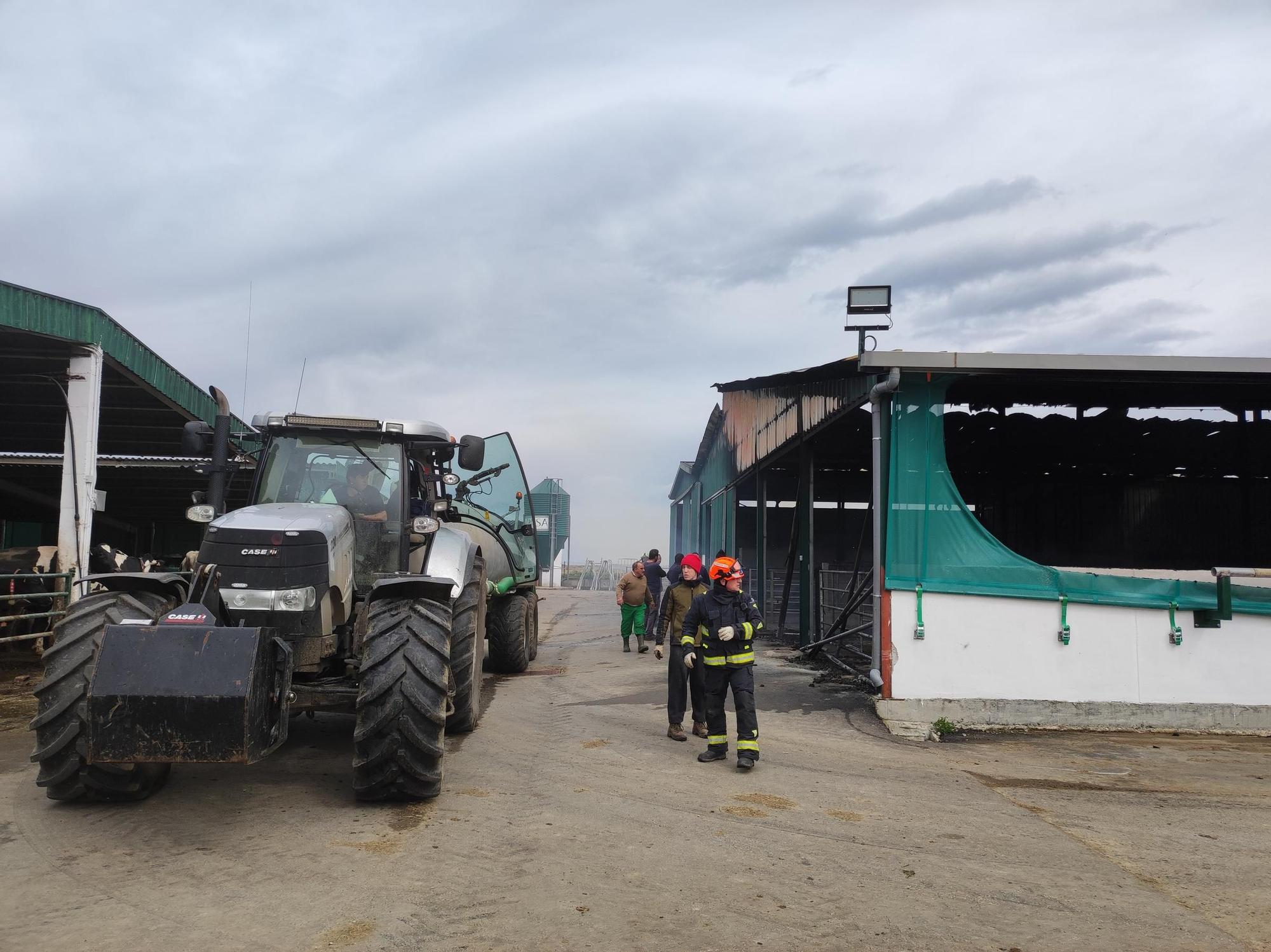 En imágenes: El fuego devora una nave ganadera en Otur (Valdés) y causa daños a un centenar de vacas