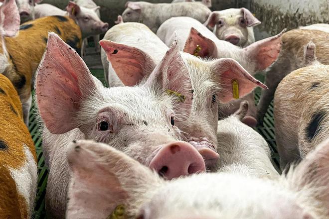La peste porcina sigue pasando factura: el precio de la carne de cerdo está un 156% más barata que hace un año