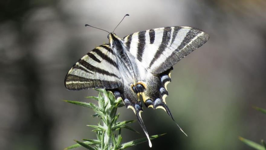 Un proyecto vigilará la salud de las mariposas en la Baixa Limia-Xurés