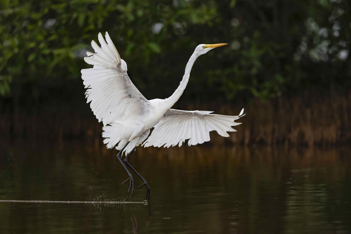 AME147. SAN JOSÉ (COSTA RICA), 17/07/2026.- Fotografía que muestra una garza blanca durante la temporada de anidación en los manglares de Bajamar este jueves, en la provincia de Puntarenas (Costa Rica). EFE/Jeffrey Arguedas