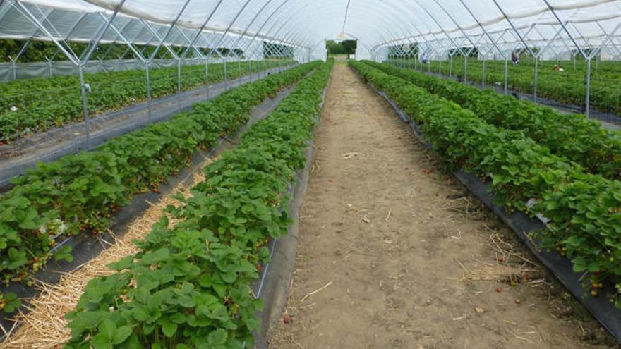 Los agricultores podrán controlar en tiempo real el riego y los fertilizantes