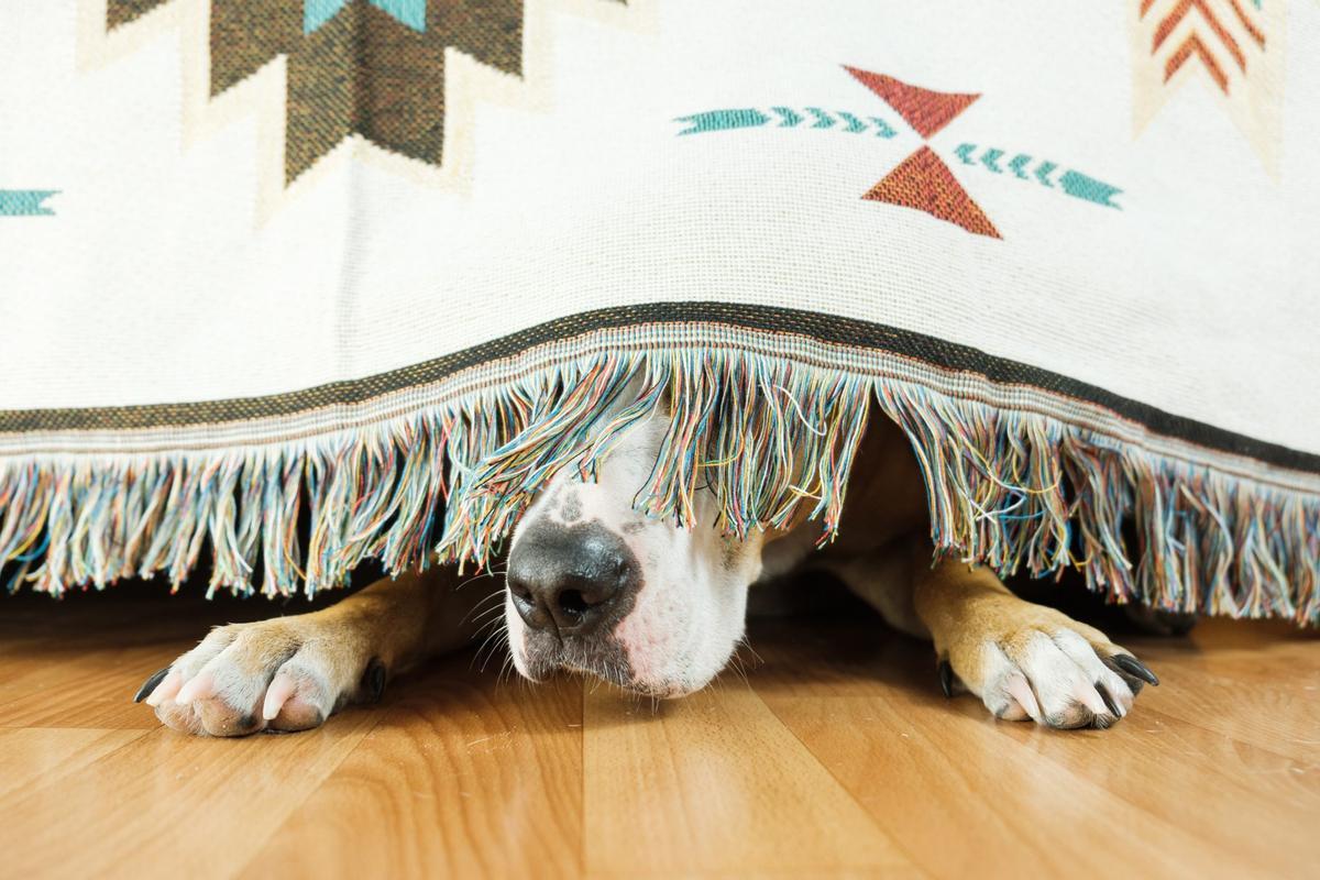 Perro escondido bajo la cama