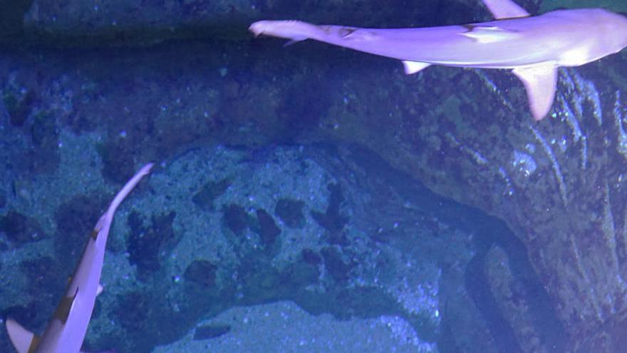 El tauró Faustino troba parella en l&#039;aquari