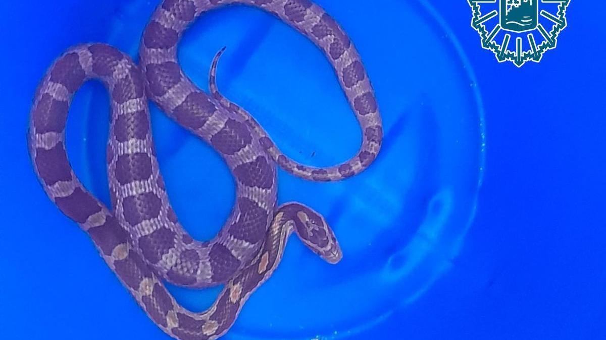 Serpiente del Maíz recuperada por agentes de la Policía Local de Málaga.