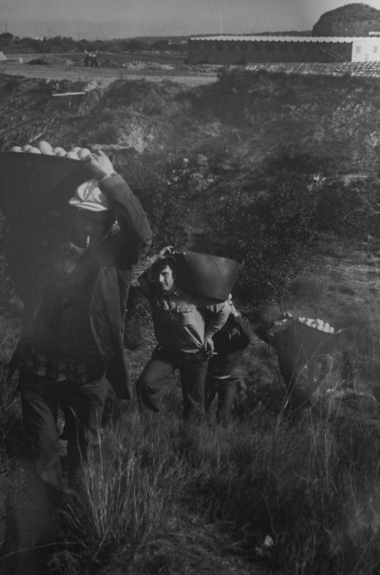 Así se recogía la naranja en la Ribera hace 60 años