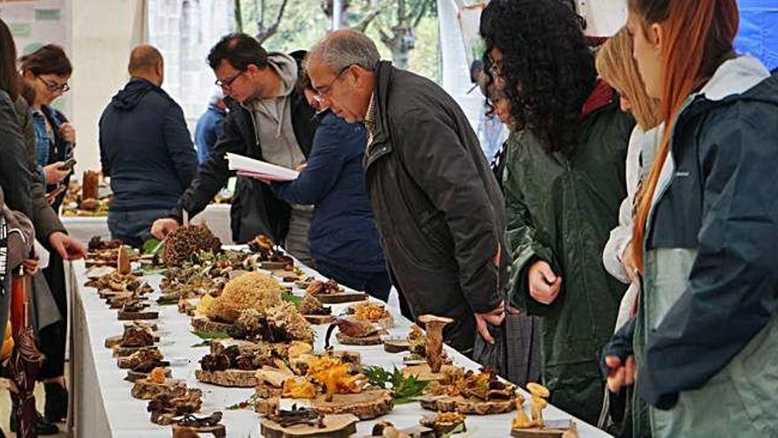 Exposición de setas realizada en Cambre.