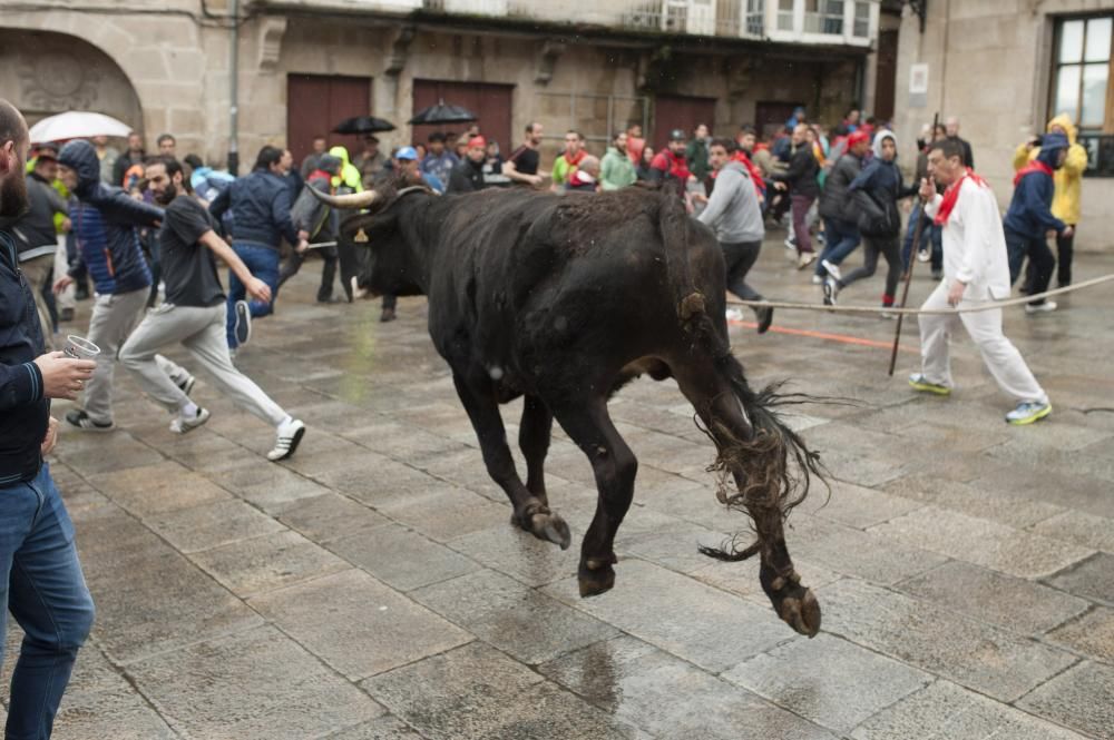 Allariz cierra a la carrera la fiesta "do boi"