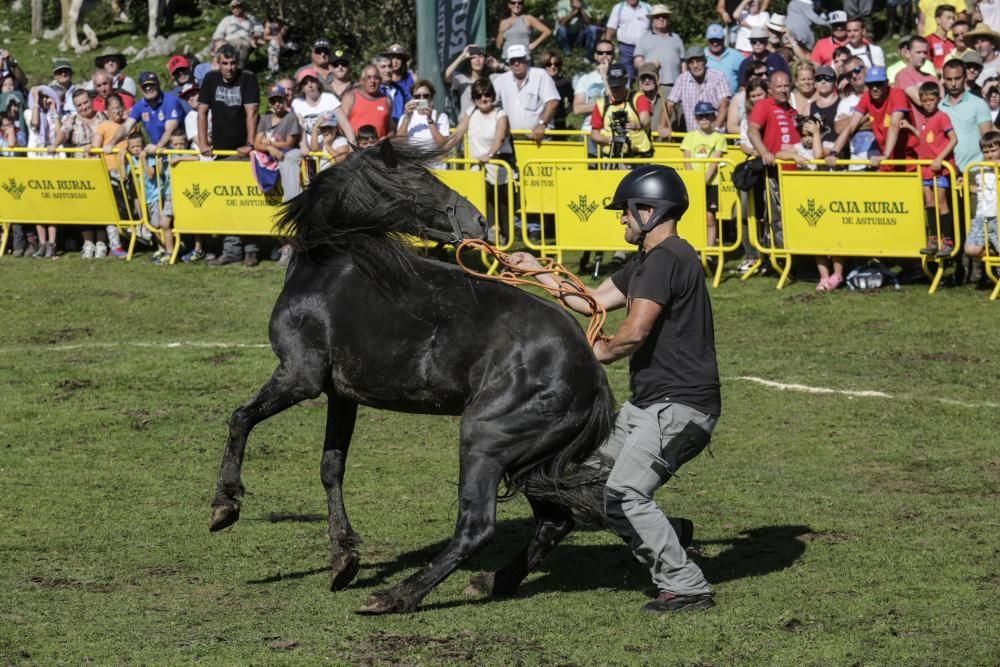 Fiesta del Asturcón en el Sueve