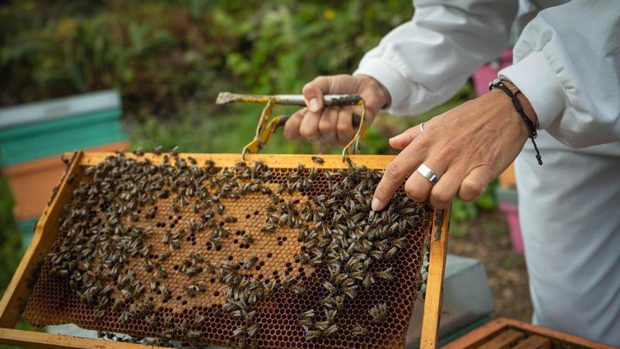 Ecoalpispa promueve la apicultura regenerativa en el Día Mundial de las Abejas