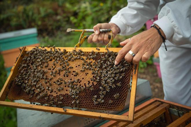 La apicultora Natalia Díaz enseña su finca Ecoalpispa por el Día Mundial de las Abejas