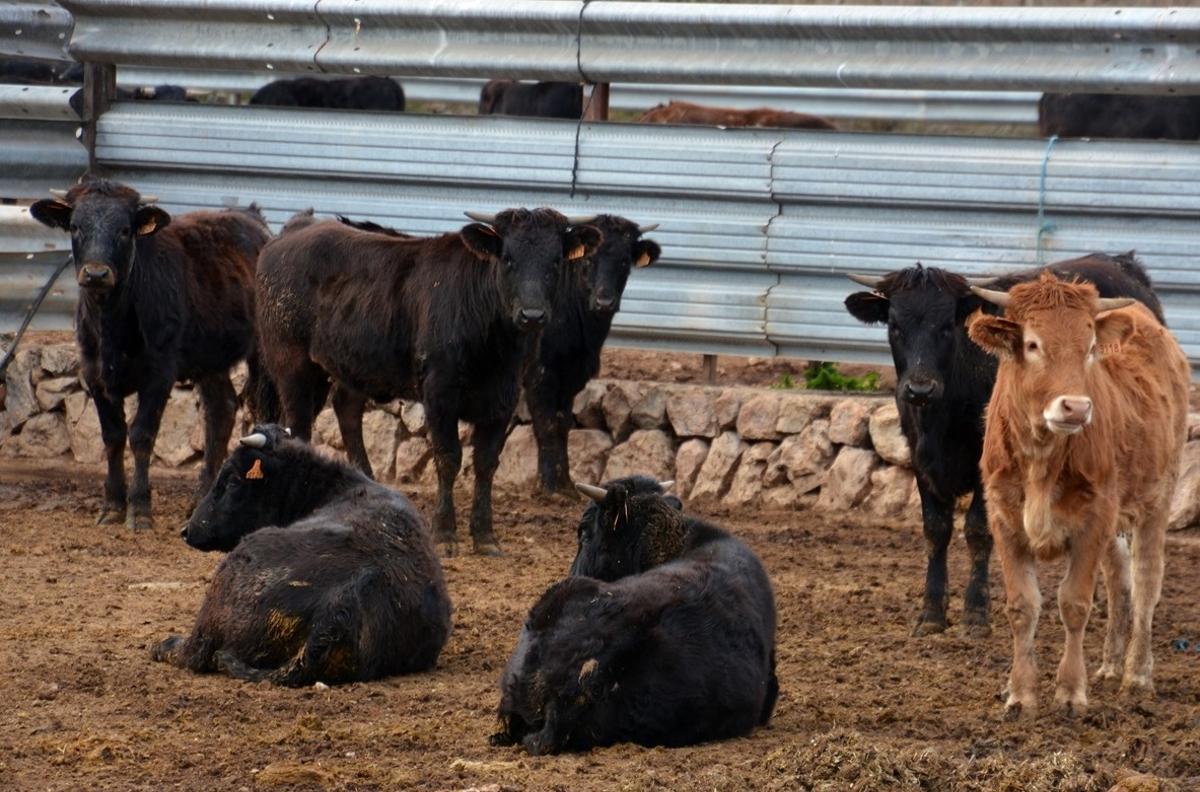 La ganadería de Fernando Machancoses resiste al coronavirus pese a no tener ingresos