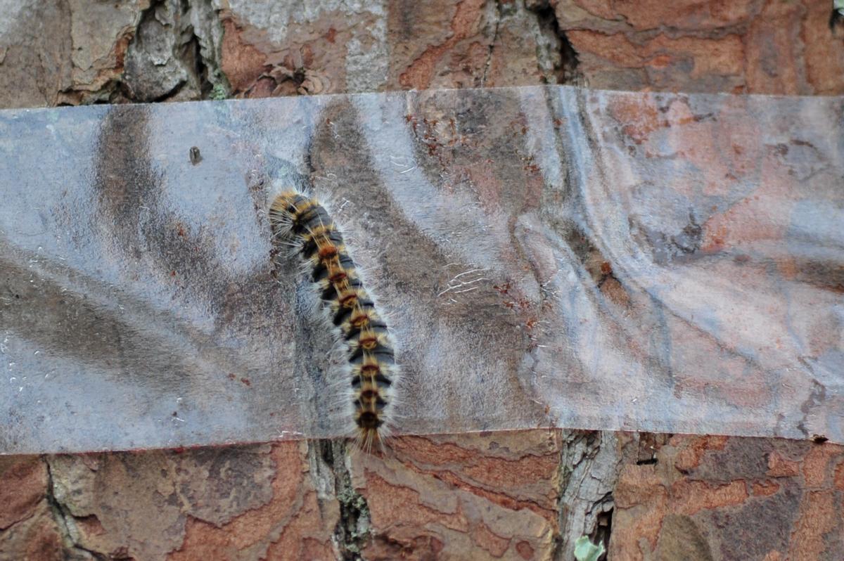 Un gusano, atrapado en una trampa.