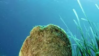 Un proyecto valenciano busca salvar al molusco más grande del mediterráneo