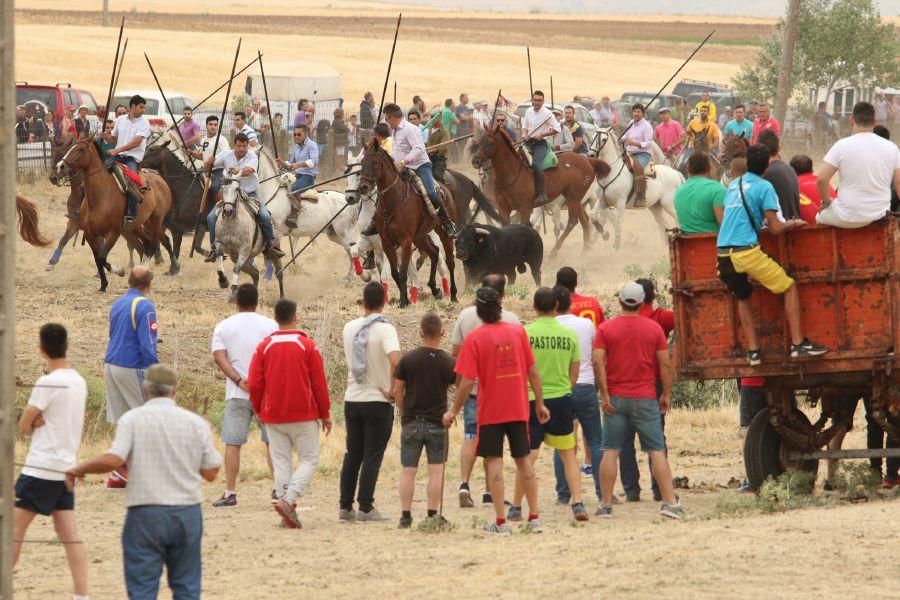 Segundo encierro taurino en Guarrate