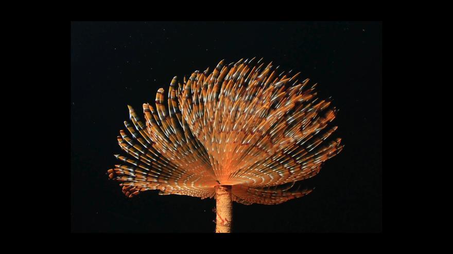 Faszinierende Bilder für den Meeresschutz: Das bietet das MARE-Festival auf Mallorca