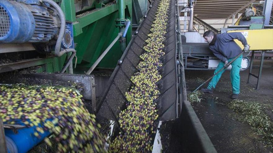 Córdoba produjo la pasada campaña el 12% del total mundial de aceite