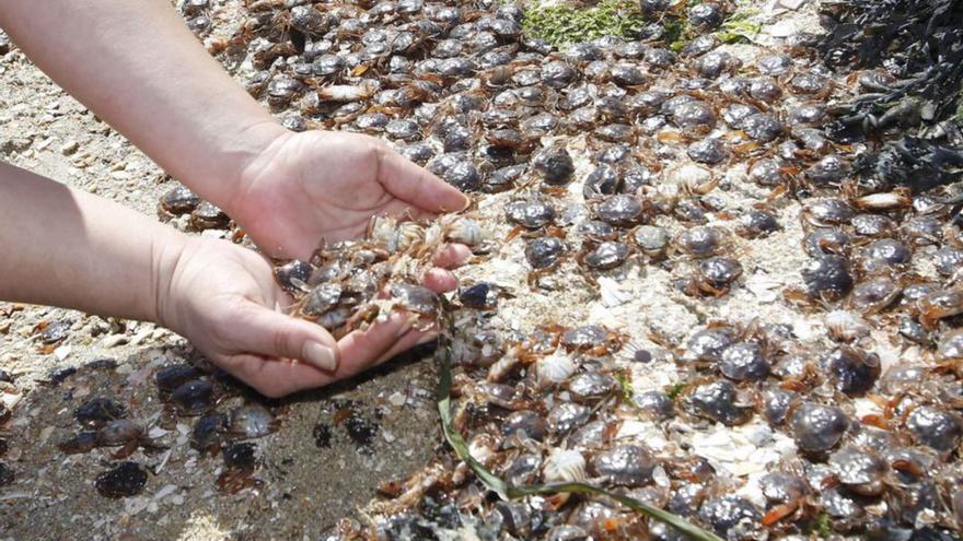Miles de cangrejos en la arena de A Lanzada
