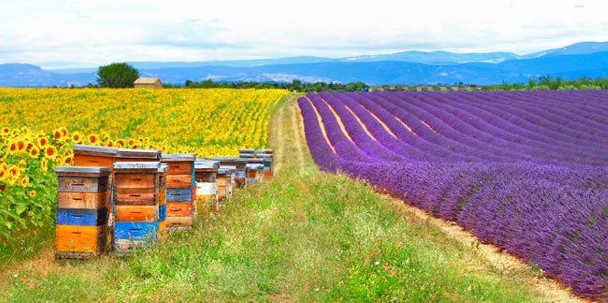 Campos de Lavanda