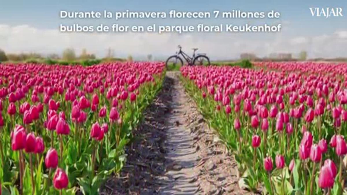 ¡Ya es primavera! Lo celebramos recorriendo los campos de flores de Holanda