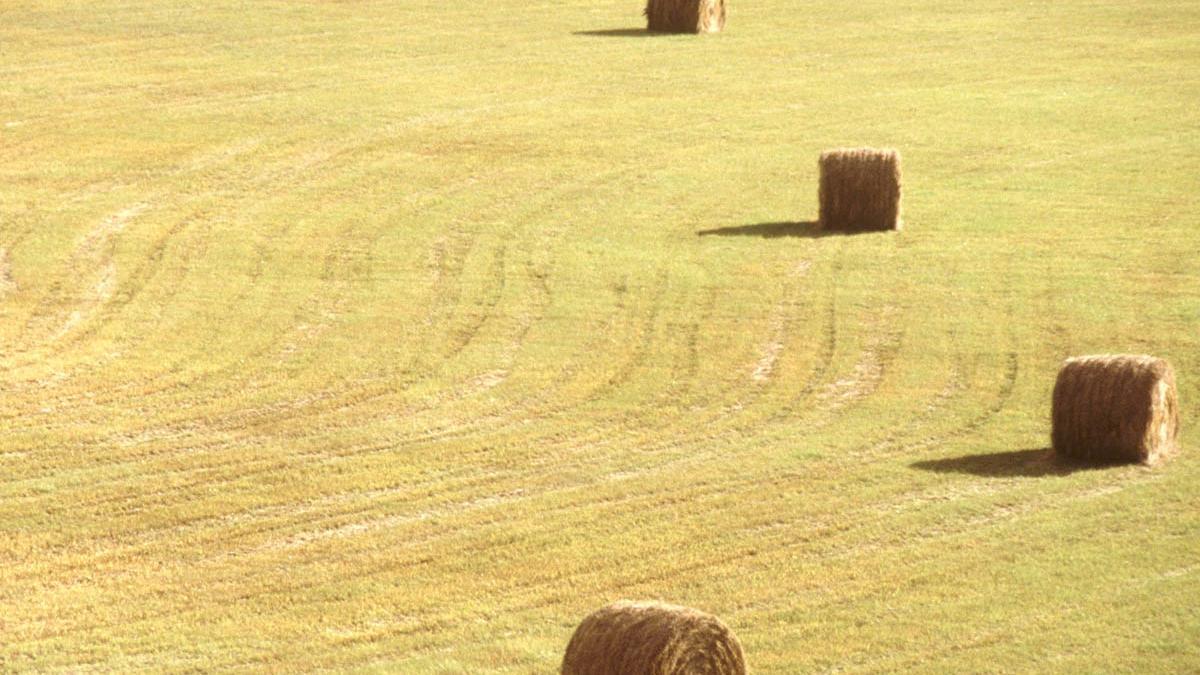 AGRICULTURA COSECHA