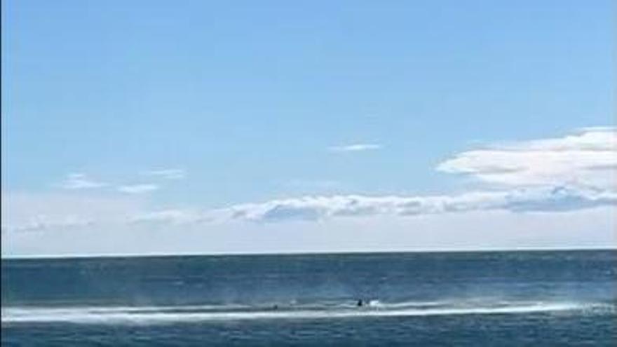 Rescate con final feliz de una perra que se tragaba el mar en Cullera