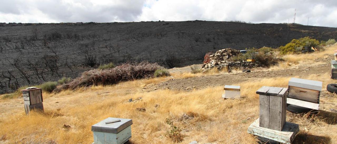 Imagen de archivo de colmenas afectadas por el fuego en Zamora. | J. S.