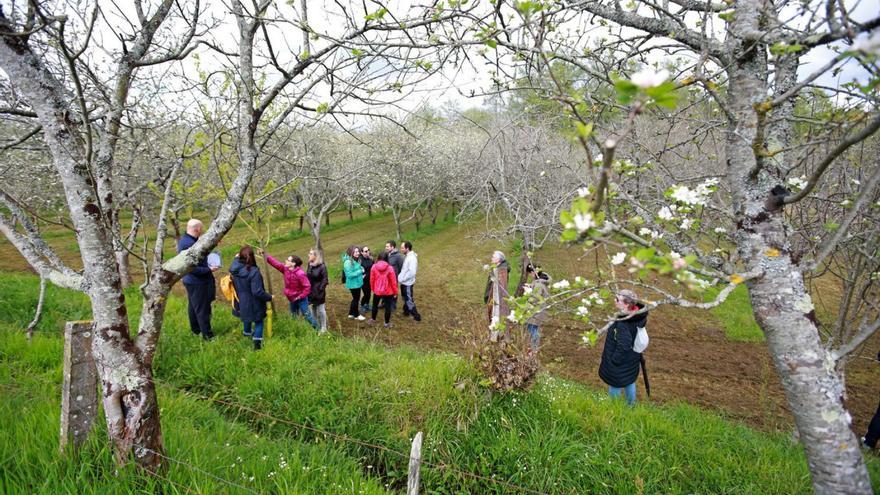 Visitantes a una finca de manzana de sidra en A Estrada.  | // BERNABÉ