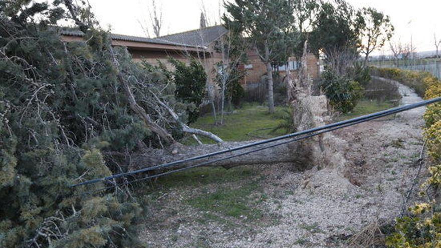Un arbre caigut a Lleida causa del vent.