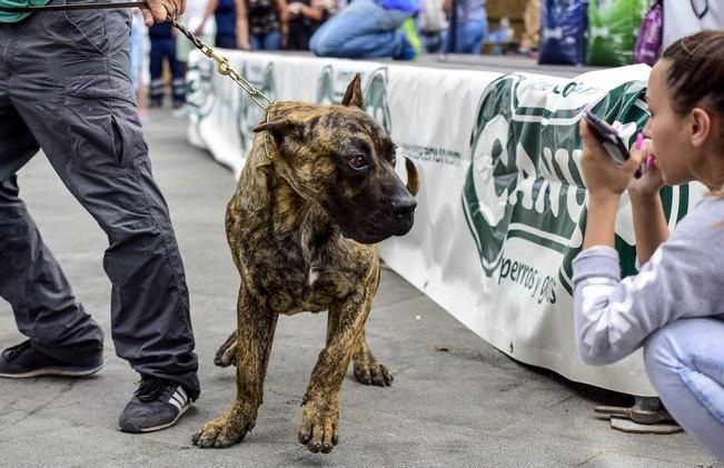 Celebración del I Certamen Nacional de perro ...