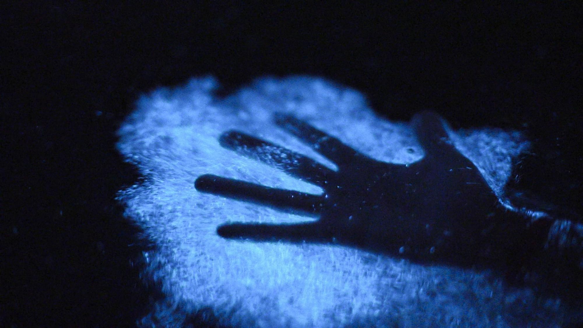 Así se ve el agua de las bahías bioluminiscentes