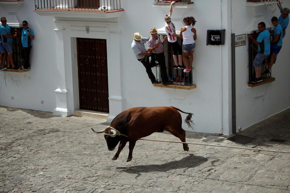 People hold onto windows to avoid a bull during ...