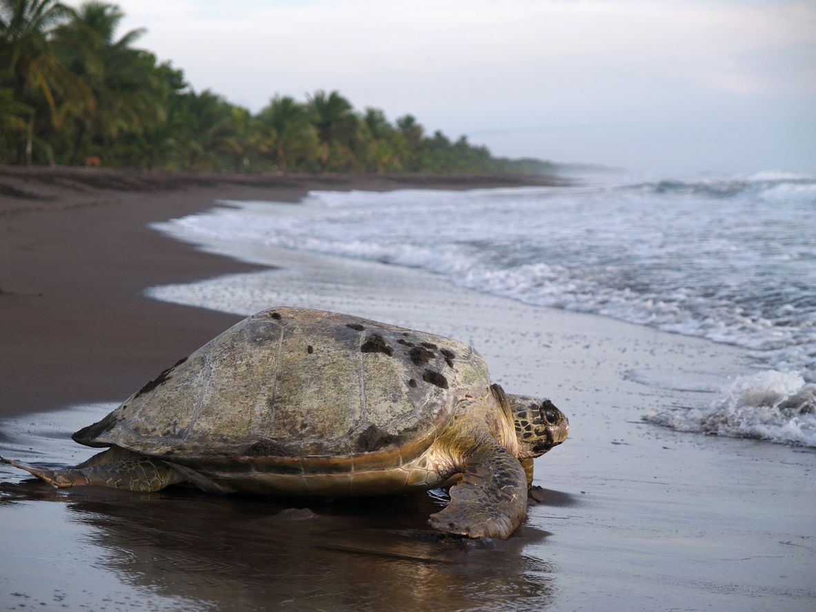 Sea turtle en parque nacional Tortuguero, Costa Rica.