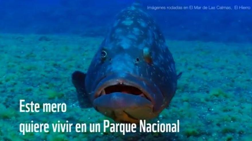 Suman 10.000 firmas para declarar en El Hierro Parque Nacional marino