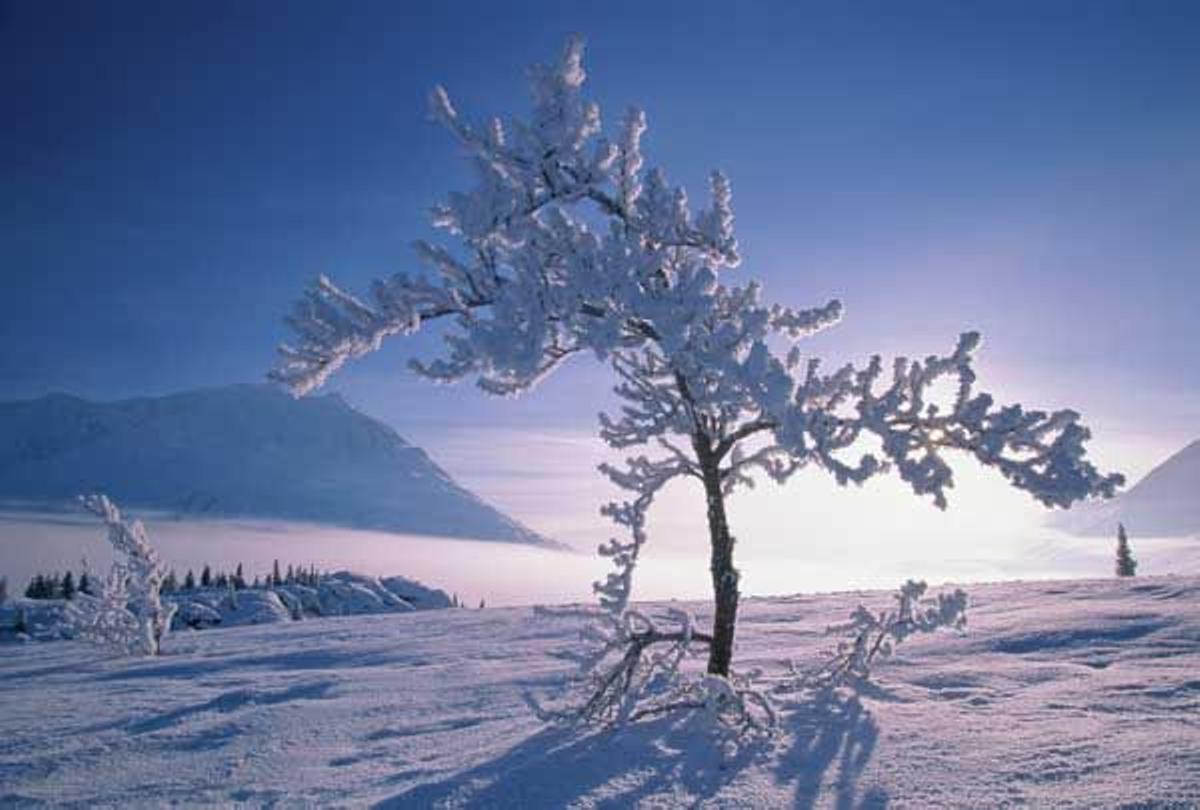 Bosque de fresnos nevado.