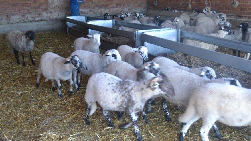 Una granja d&#039;ovelles al Berguedà en una imatge d&#039;arxiu