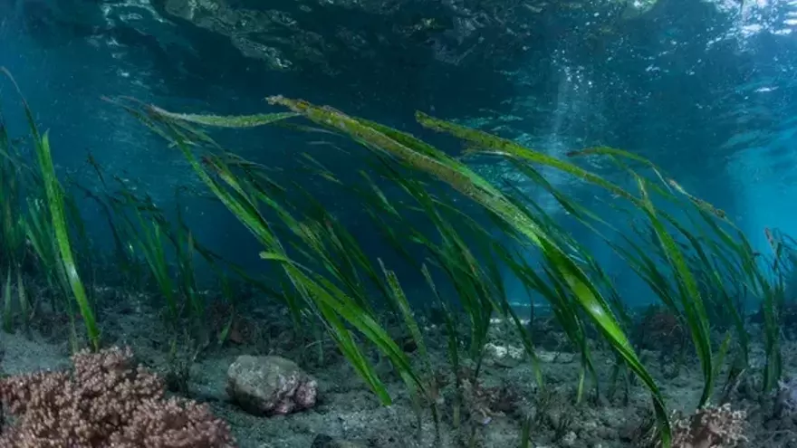  Todo lo que las algas pueden hacer para salvar el planeta 